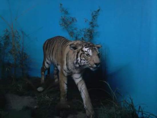 Museo Zoológico Dámaso Antonio Larrañaga